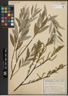 Foto von Salix alba L.